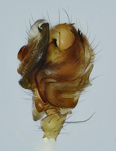 Réf. 226 721 : Lepthyphantes leprosus